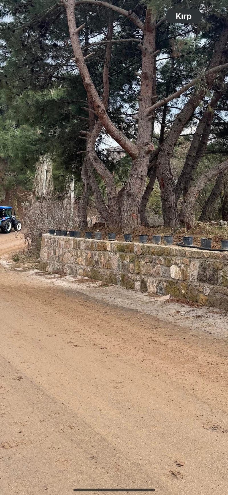 Gül Ekim ve bahçe bakımları