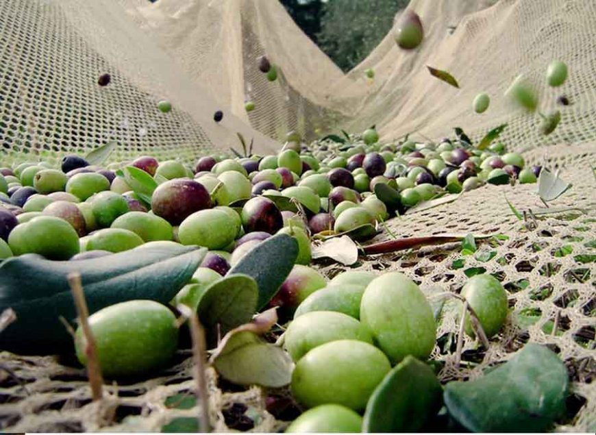 Zeytin Hasat Dönemi