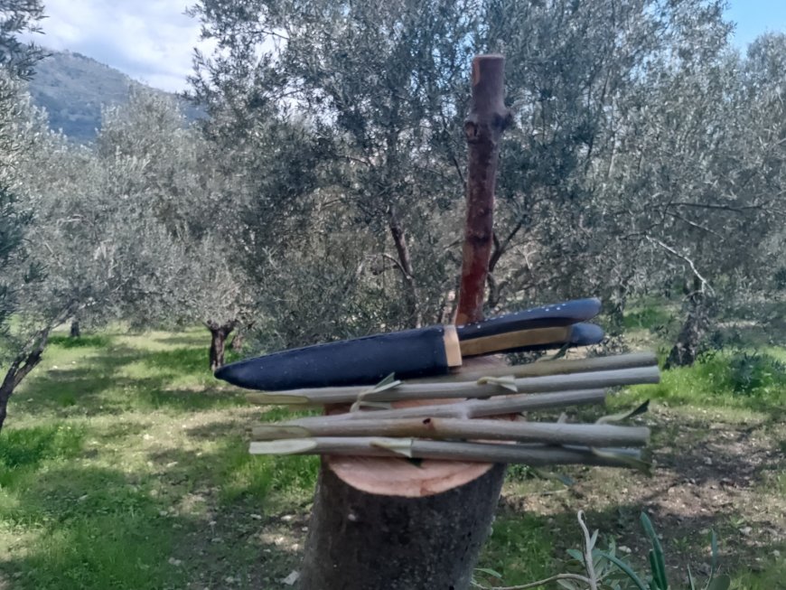 DELİCE(YABANİ ZEYTİN)'E KALEM AŞISI