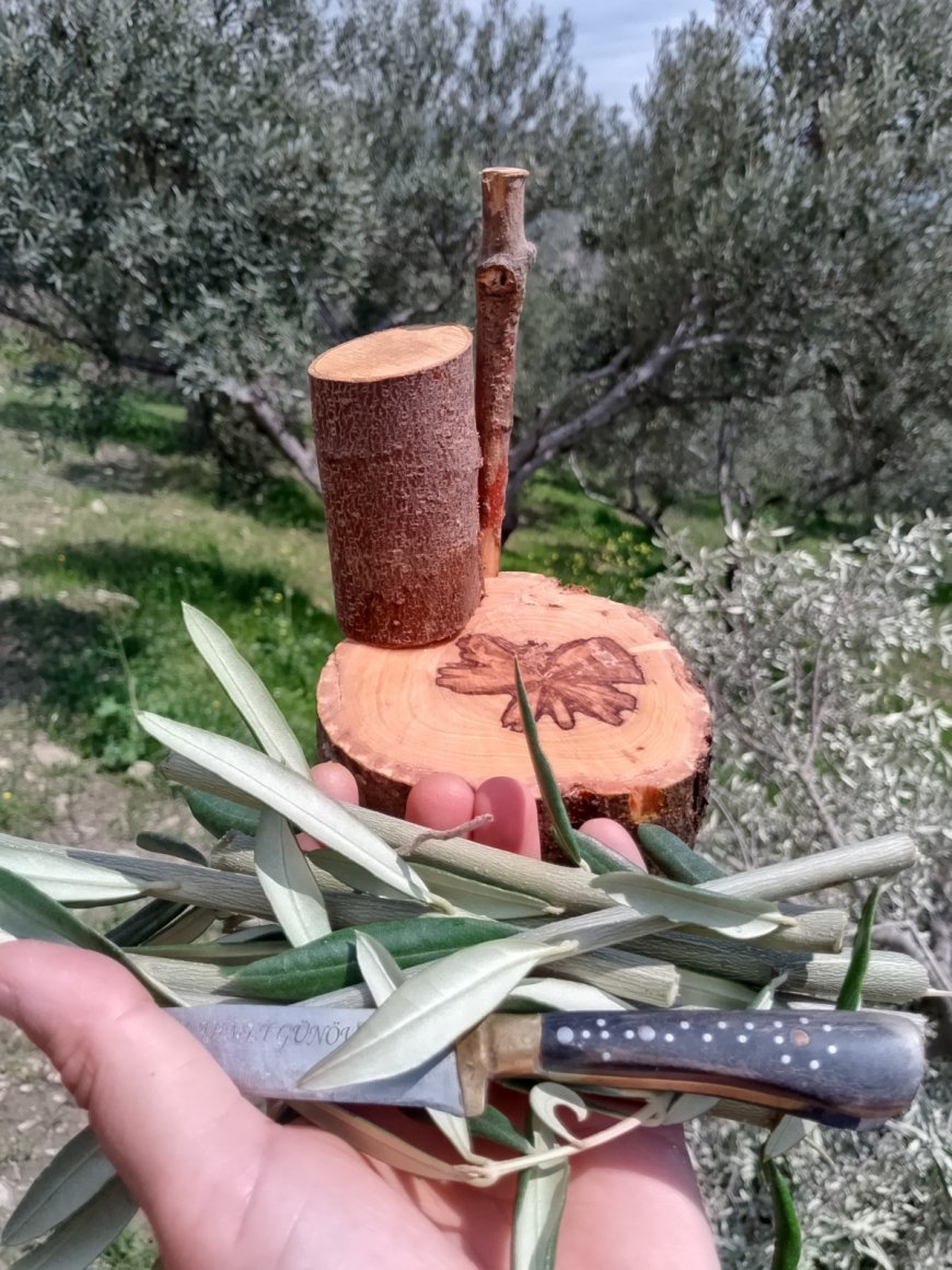 DELİCE(YABANİ ZEYTİN)'E KALEM AŞISI