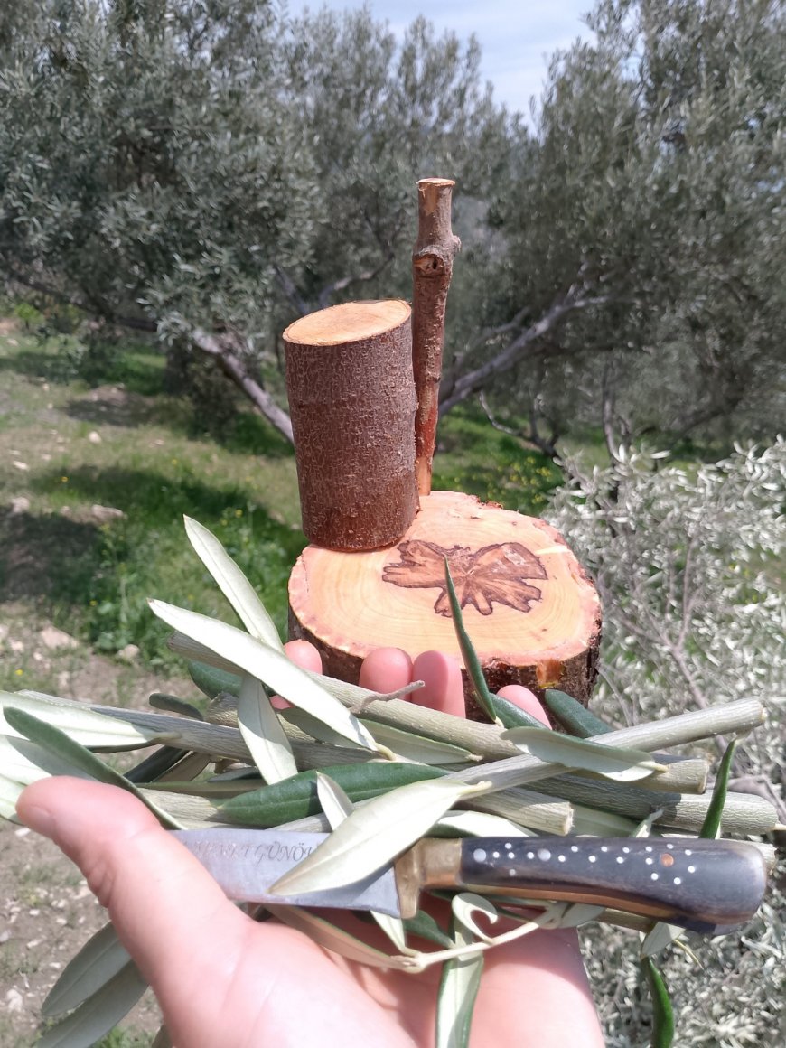 DELİCE(YABANİ ZEYTİN)'E KALEM AŞISI