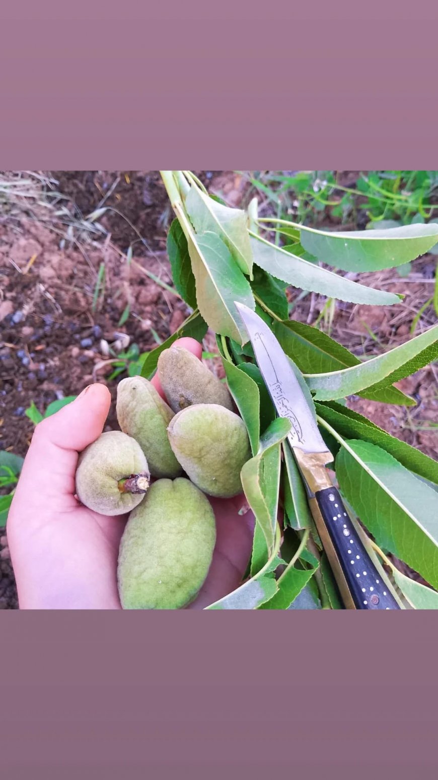 Düdük Aşısı (Boru Aşısı) ile Yerel Badem Çeşidinin Çoğaltılması