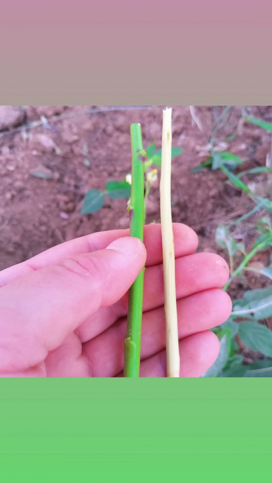 Düdük Aşısı (Boru Aşısı) ile Yerel Badem Çeşidinin Çoğaltılması